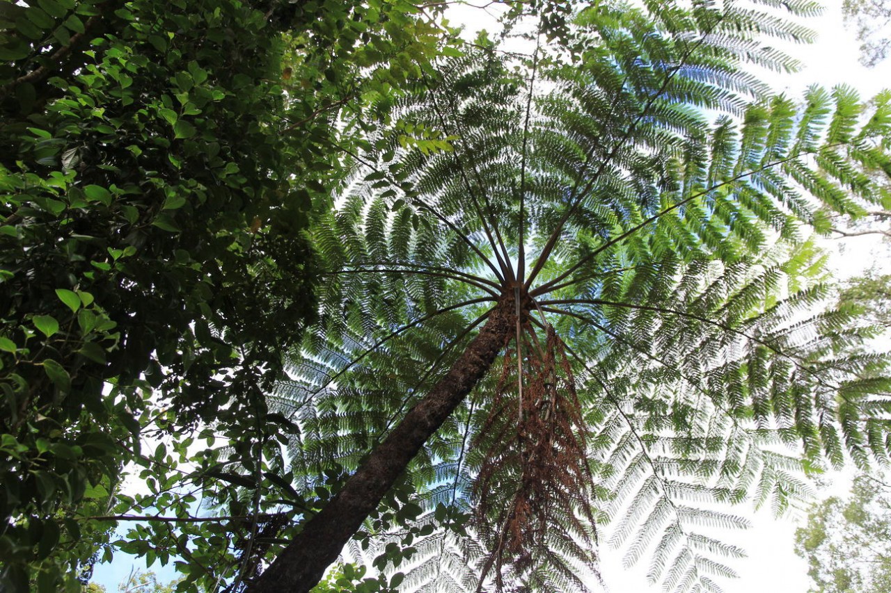 Лес, которому 150 000 000 лет джунгли, история, тропики, факты