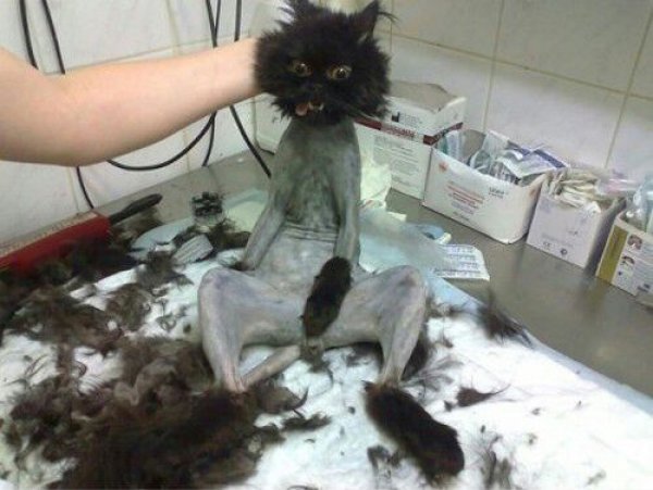 Бритые коты