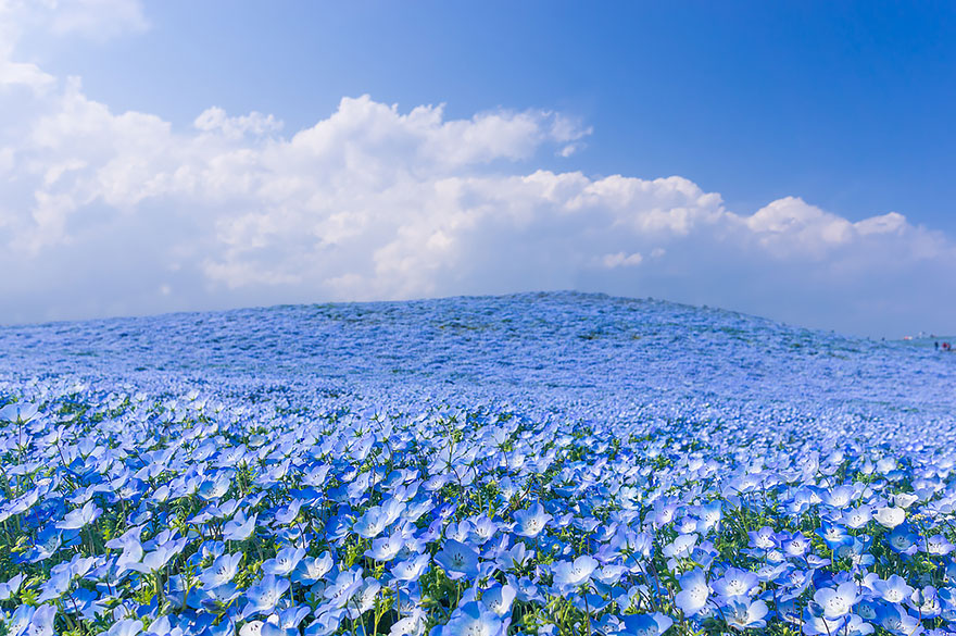 nemophilas-field-hitachi-seaside-park-9