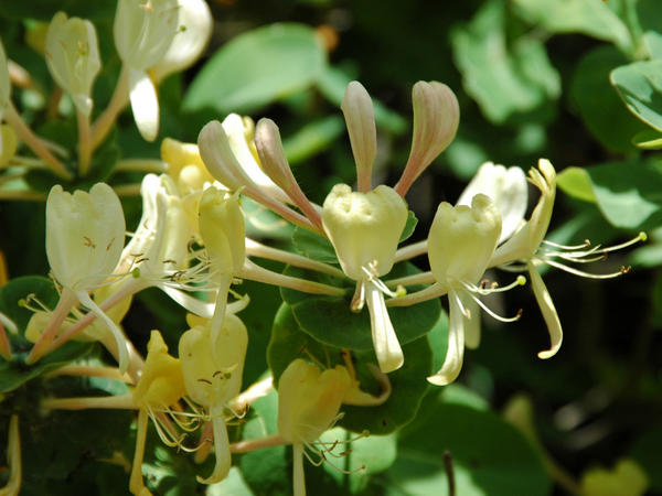   (Lonicera caprifolium)