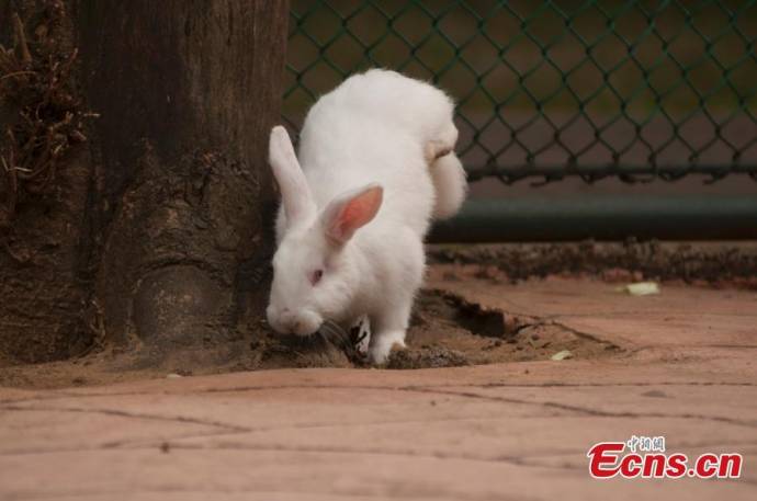 Кролик с парализованными задними лапками научился ходить на передних