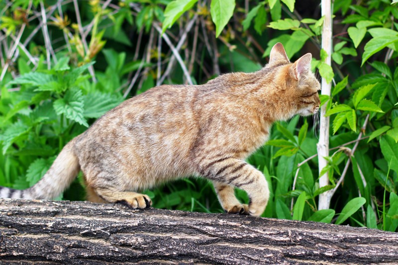 Кошки на охоте животные, коты