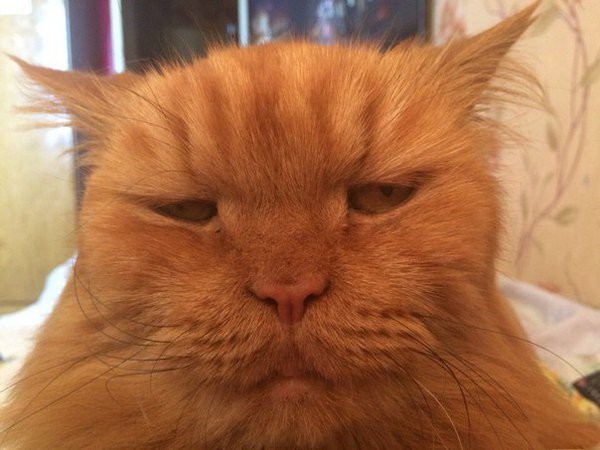 Прикольные животные, которых не плохо кормят животные, коты, прикол, юмор