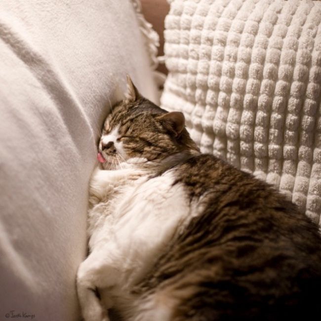  Очень удобное место для сна животные, кот, сон