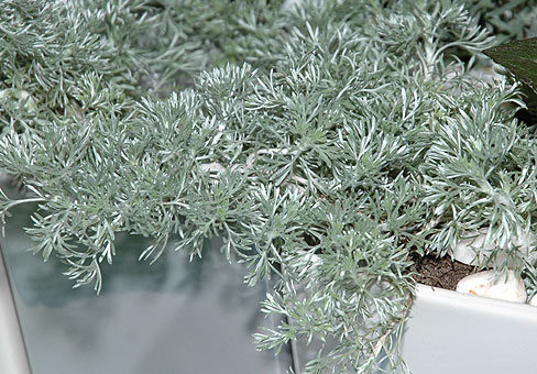 Полынь (Artemisia) Полынь (Artemisia)