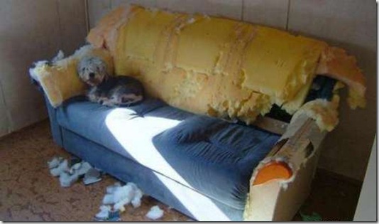 animals-destroy-house-6