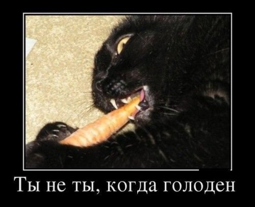 Ты не ты когда голоден! Ты не ты когда голоден, позитив, прикол, юмор