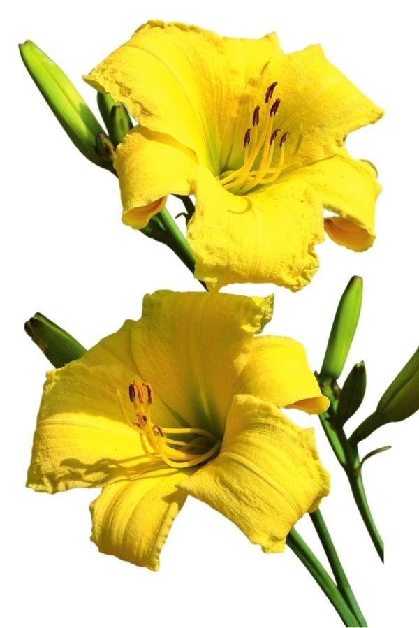  Hemerocallis