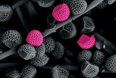 Pollen_an_Fasern.jpg