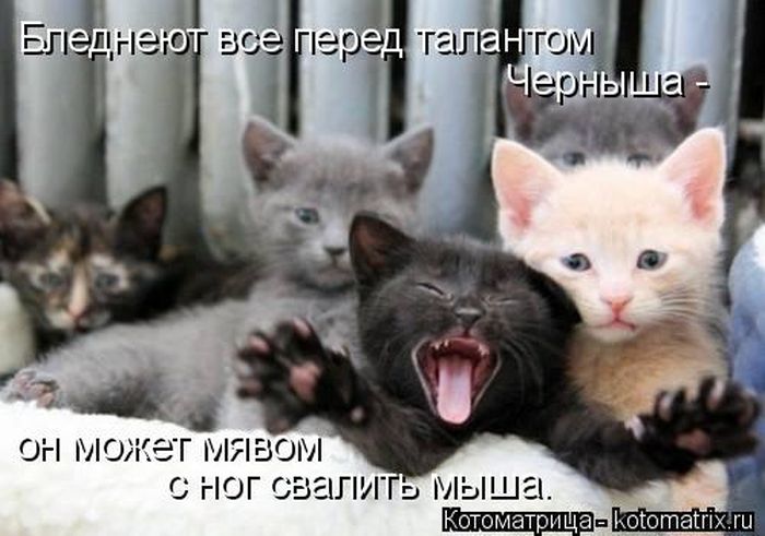 Лучшие котоматрицы недели (49 фото) Забавный котопост