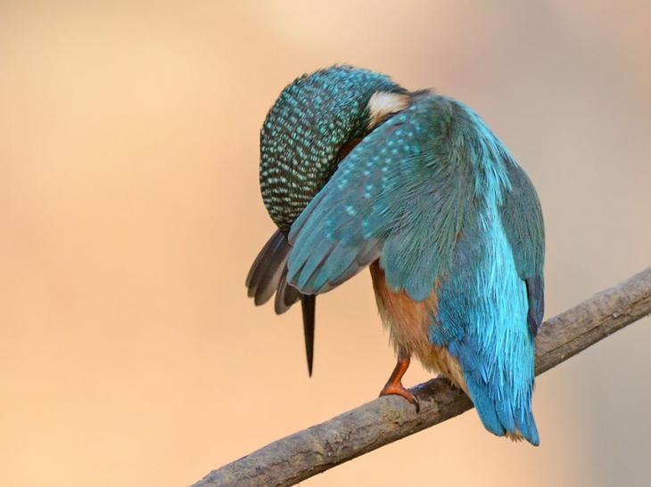 Самые смешные фотографии дикой природы 2018, Comedy Wildlife Photo Awards