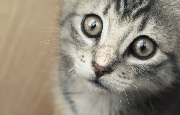 котенок, глаза, усы. котенок, глаза, усы.