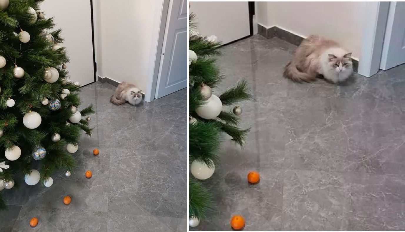 Смешные и забавные фотографии, которые сделают ваш день гораздо лучше