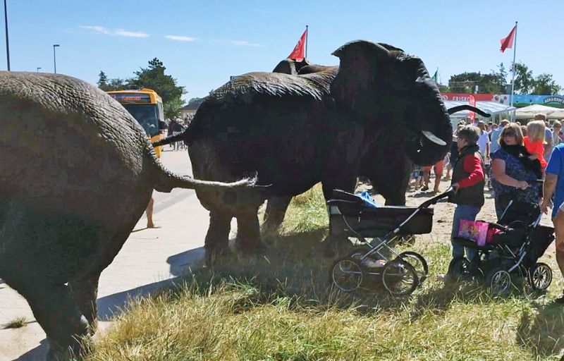 Рассвирепевший цирковой слон сорвался на автомобиле (9 фото)