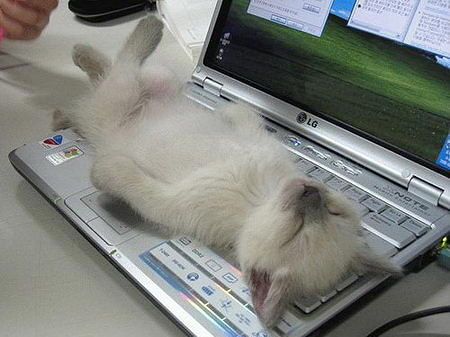 Как спят коты и кошки Как спят коты и кошки...