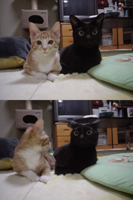 Смешные и просто красивые фотографии кошек (136 фото)