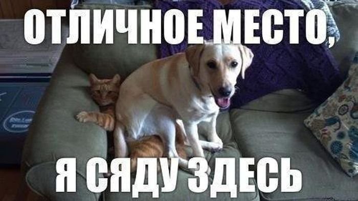 Кошки и собаки. Враги или друзья? животные, коты, кошки и собаки, прикол