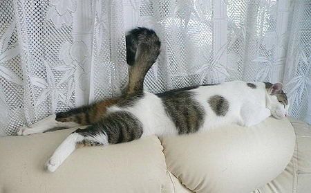 Как спят коты и кошки Как спят коты и кошки...