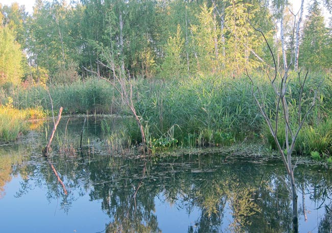 Нижегородский басс. Илья Нужин басс9.jpg