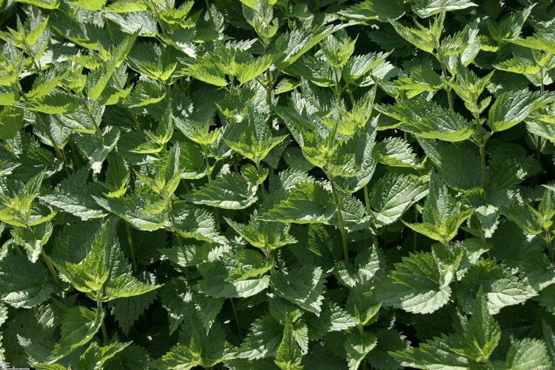 Фотография: 10 лучших травяных чаев для похудения №2 - BigPicture.ru