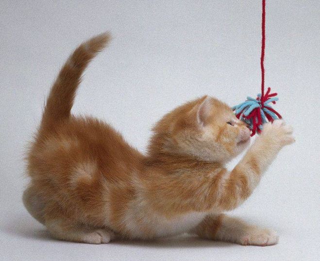Игрушка для котенка своими руками с фото Игрушка для котенка своими руками с фото