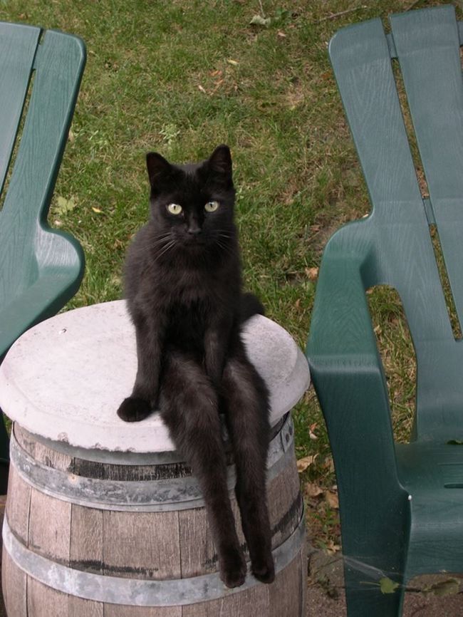 Сидячие коты