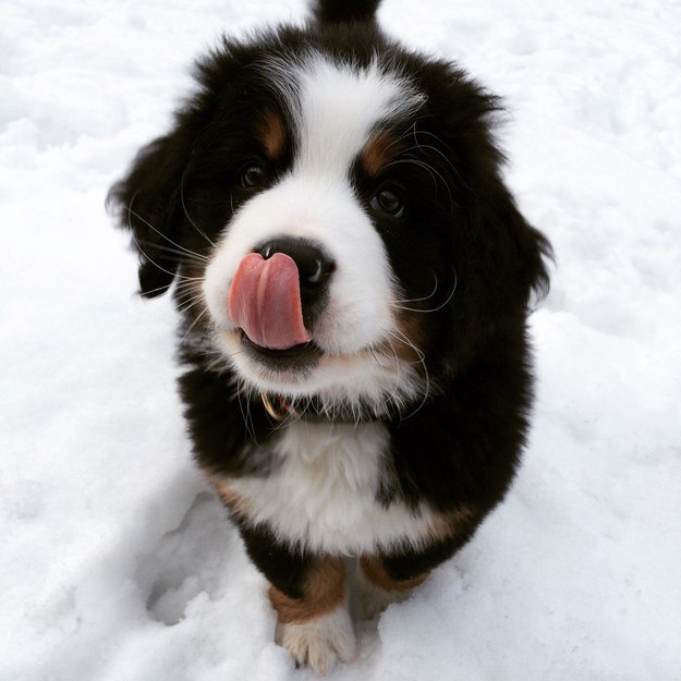 щенок в снегу