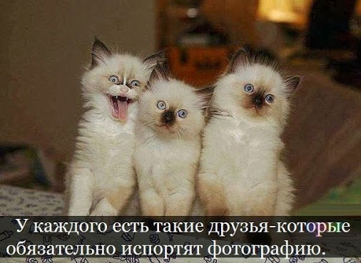 Смешные кошки