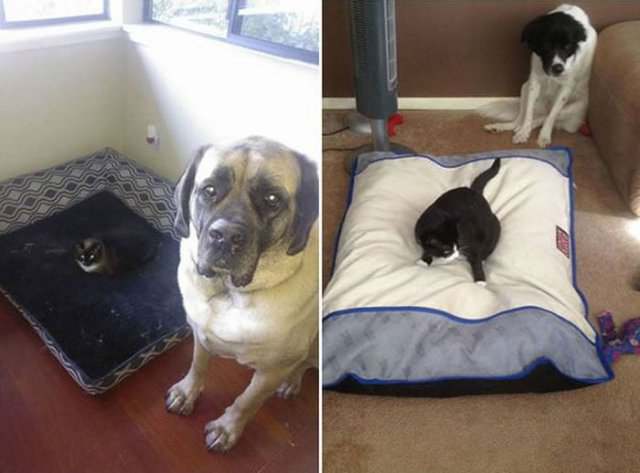 Наглые коты (17 фото)