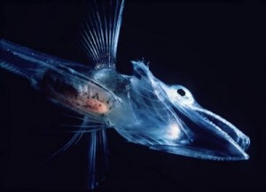 Transparent_Icefish Фотография Transparent_Icefish