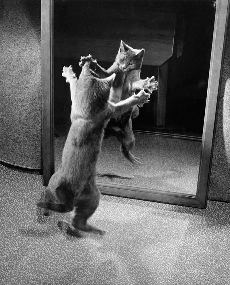 8.  ,      . 1964 national geographic, , , 