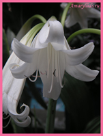 Кринум гибридный x Белая Королева (Crinum hybrid X White Queen)