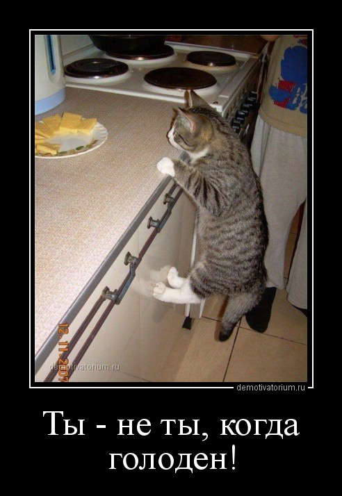 Ты не ты когда голоден! Ты не ты когда голоден, позитив, прикол, юмор