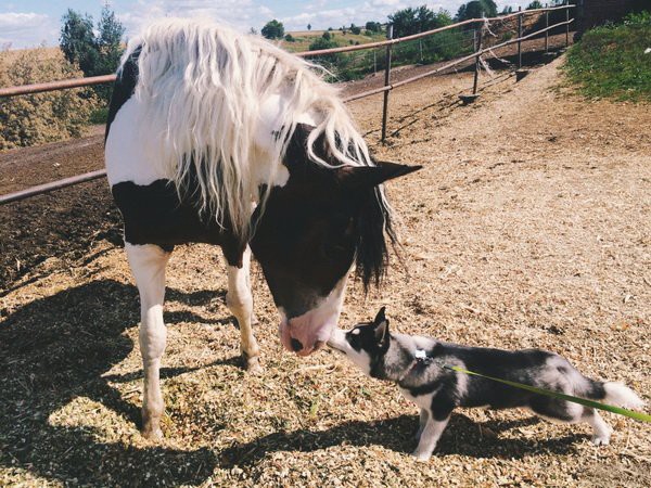 Прикольные животные, которых не плохо кормят животные, коты, прикол, юмор