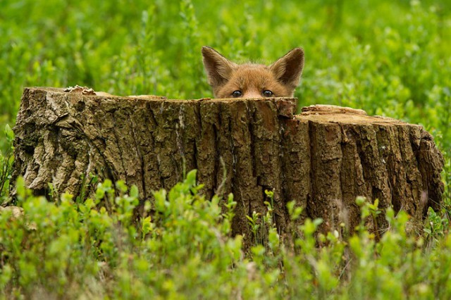 Жизнь лисиц за Полярным кругом и не только животные, лиса, фауна