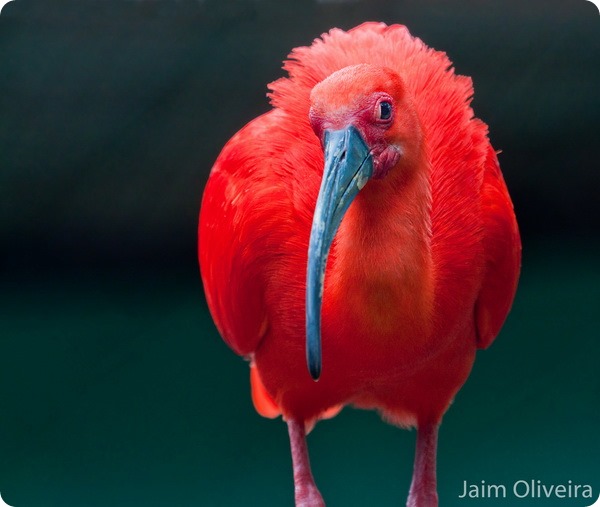   (. Eudocimus ruber)