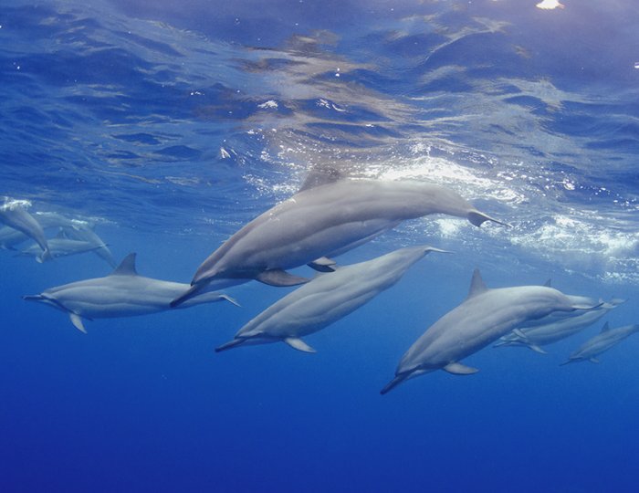 ������ ������ �������� ��������� ���������� �RSMAS Underwater Photography 2013�