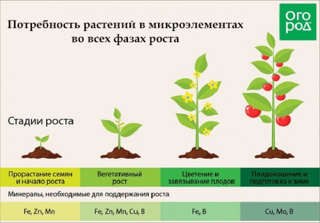 польза томатной ботвы