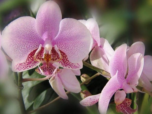 Орхидея дремлик