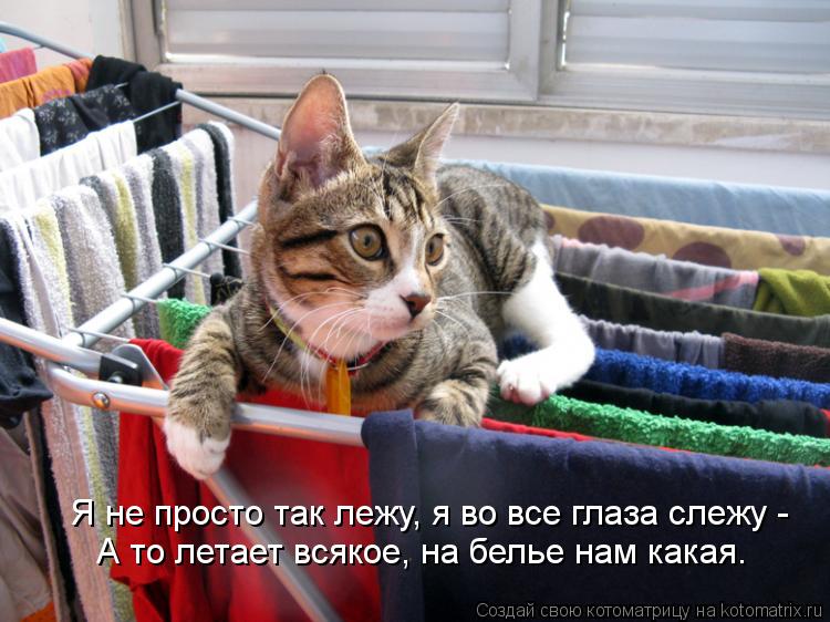 Котоматрица - А то летает всякое, на белье нам какая. Я не просто так лежу, я во все