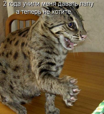 Котоматрица (81 фото)