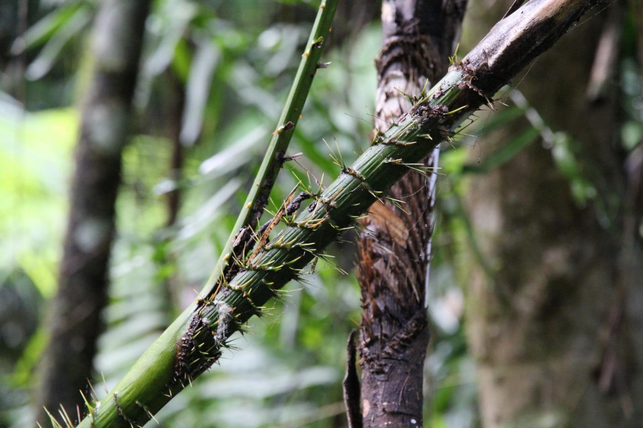 Лес, которому 150 000 000 лет джунгли, история, тропики, факты