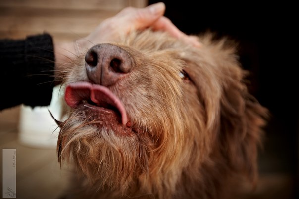 Реальность сложного, но приятного хобби. Я владелец приюта......