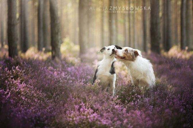 Замечательные портреты собак от Алисии Змысловска