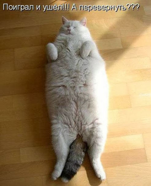 Смешные кошки