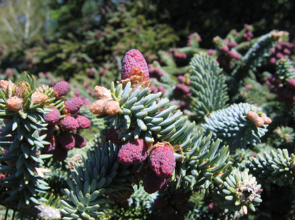 Пихта высокорослая Abies procera Glauca Prostrata