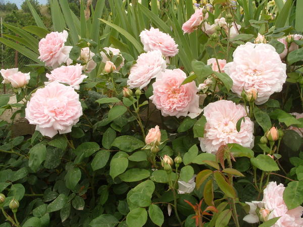Романтическая роза сорт Eglantyne