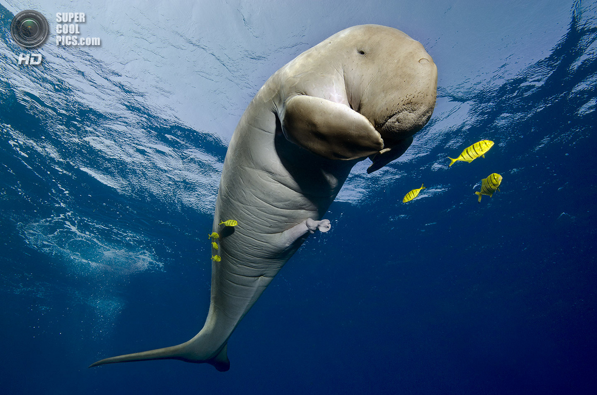 : Wide-angle/Marine Life. 2 . (Christian Schlamann/UnderwaterPhotography.com)