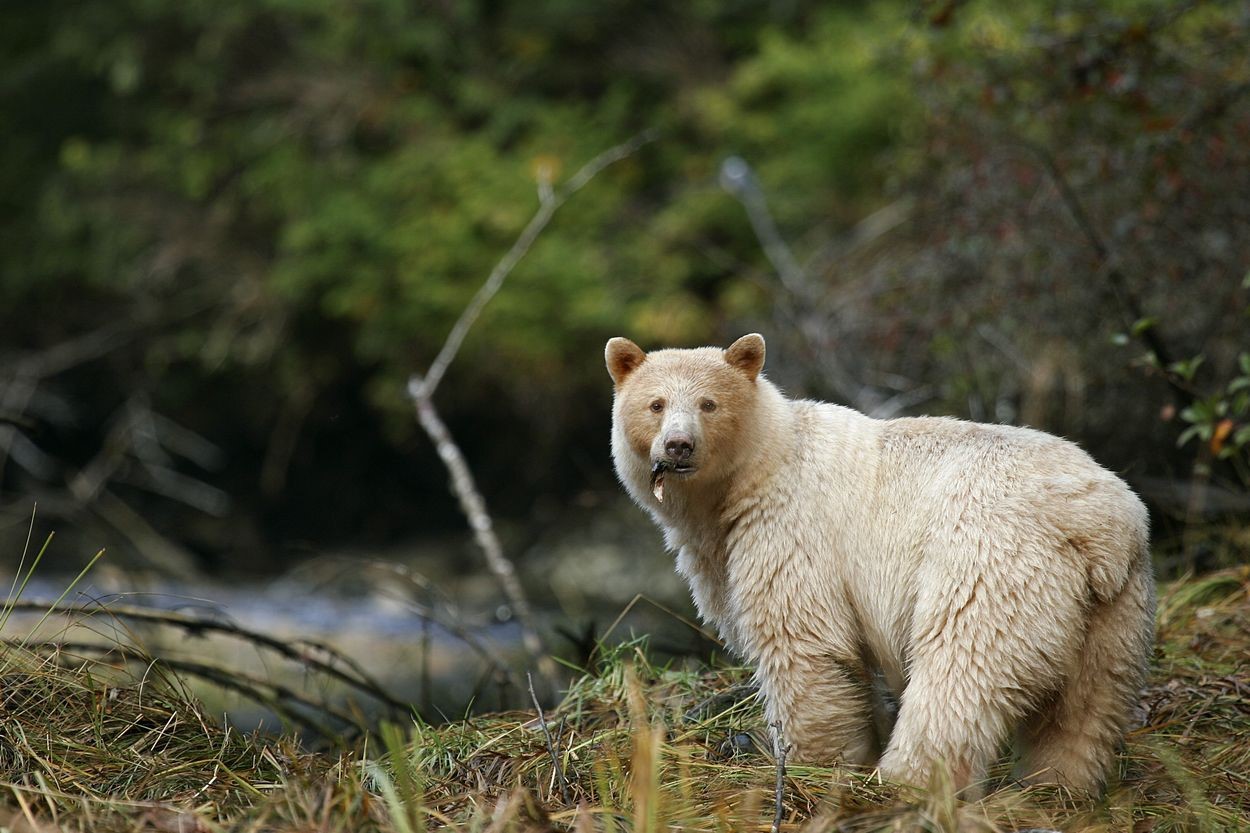 Белый не белый медведь животные, медведь, природа