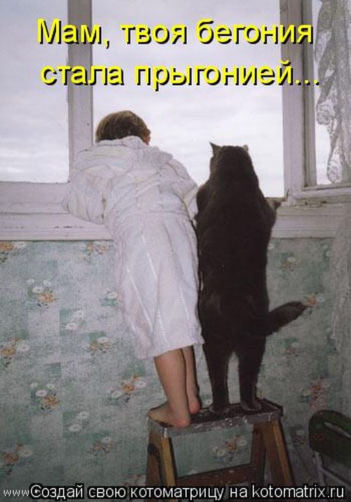 Лучшие котоматрицы недели (49 фото) Забавный котопост